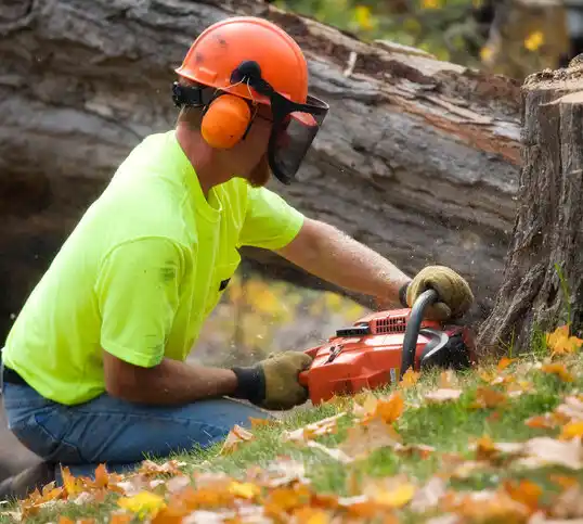 tree services Albemarle